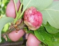 Alpenrosen-Nacktbasidie, Foto 11