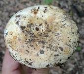 Schmalblättriger Weißtäubling, Foto 13
