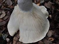 Schmalblättriger Weißtäubling, Foto 8