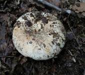 Schmalblättriger Weißtäubling, Foto 11
