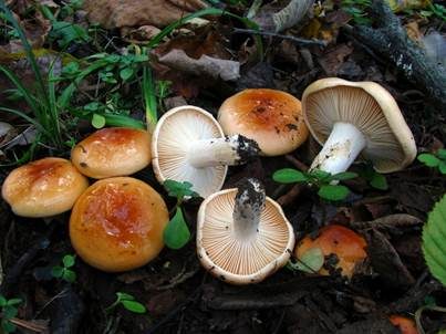 Schmalsporiger Orangeschneckling, Foto 2