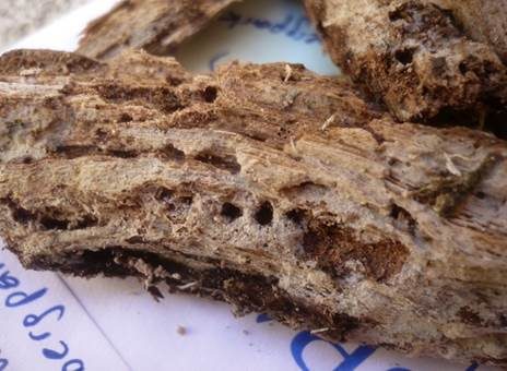 Schmalsporiger Zähnchenrindenpilz, Foto 3