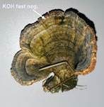 Schmetterlingstramete, Foto 19