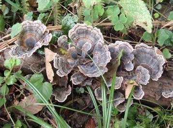 Schmetterlingstramete, Foto 5