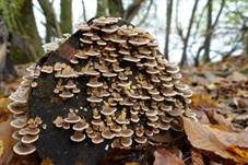 Schmetterlingstramete, Foto 34