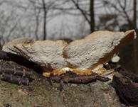 Schmetterlingstramete, Foto 39