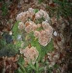 Schmetterlingstramete, Foto 46