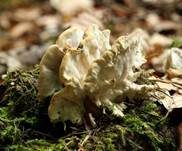Schmetterlingstramete, Foto 49