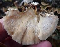Schmetterlingstramete, Foto 53