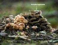 Schmetterlingstramete, Foto 61