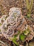 Schmetterlingstramete, Foto 80