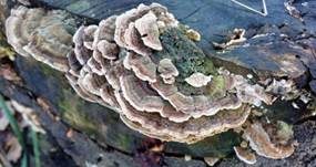 Schmetterlingstramete, Foto 10