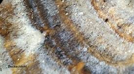 Schmetterlingstramete, Foto 83