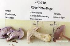 Schmutziger Rötelritterling, Foto 17