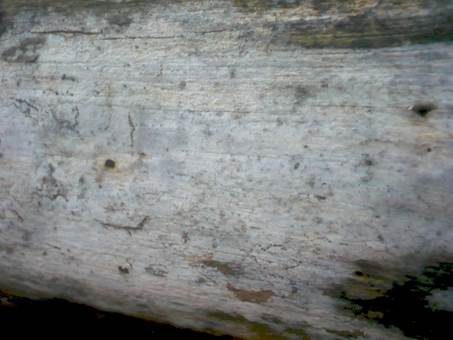 Schnallenlose Gewebehaut, Foto 4