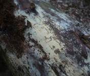 Schnallentragende Traubenbasidie, Foto 5