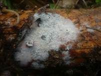 Schnallentragende Traubenbasidie, Foto 8