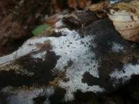 Schnallentragende Traubenbasidie, Foto 9