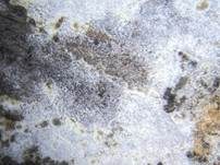 Schnallentragende Traubenbasidie, Foto 11