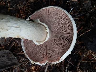 Schneehäutiger Champignon, Foto 2