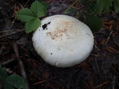 Schneehäutiger Champignon, Foto 4