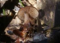 Schneerübling, Foto 7