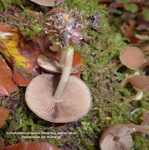 Schokoladenbrauner Faserling, Foto 3