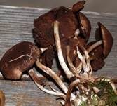 Schokoladenbrauner Faserling, Foto 16