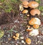 Schokoladenbrauner Faserling, Foto 18