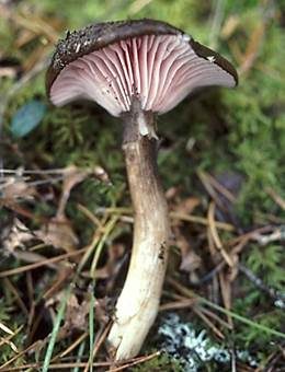 Schönblättriger Schneckling, Foto 2