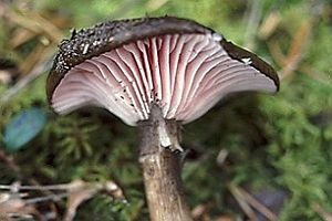 Schönblättriger Schneckling, Foto 1