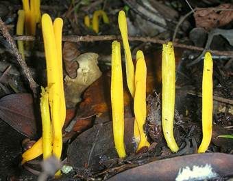 Schöne Wiesenkeule, Foto 2