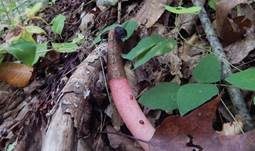 Schöner Rutenpilz, Foto 7