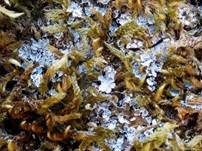 Schönes Muschelschüppchen, Foto 7