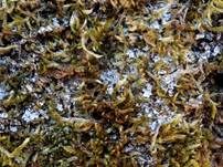 Schönes Muschelschüppchen, Foto 8