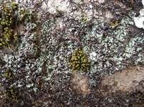 Schönes Muschelschüppchen, Foto 9