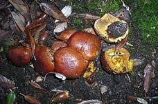 Schöngelber Klumpfuß, Foto 5