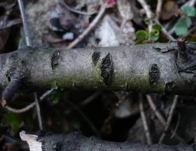Schönsporiger Kirschholz-Kernpilz, Foto 2