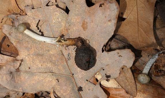 Blausporiger Hirschtrüffel, Foto 2