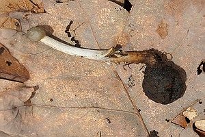 Blausporiger Hirschtrüffel, Foto 1
