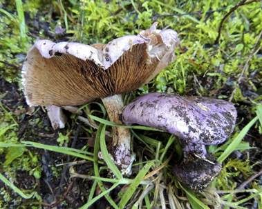 Schönvioletter Klumpfuß, Foto 3