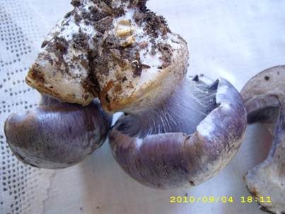 Schönvioletter Klumpfuß, Foto 5