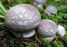 Schönvioletter Klumpfuß, Foto 6