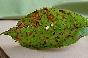 Schrotschusskrankheit, Foto 1