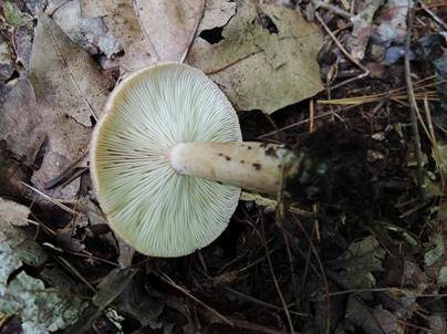 Schüppchen-Milchling, Foto 4