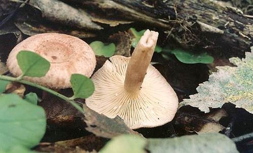 Schüppchen-Milchling, Foto 5