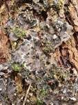 Schuppen Hundsflechte, Foto 12