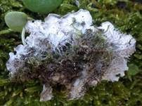 Schuppen Hundsflechte, Foto 6