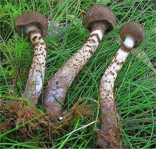 Schuppiger Dickfuß, Foto 2