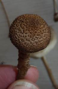 Schuppiger Dickfuß, Foto 6